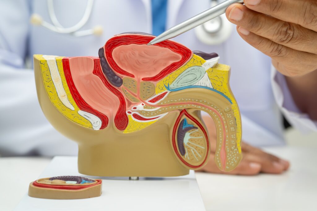 Male reproductive system, Asian doctor holding human anatomy